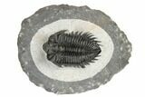 Coltraneia Trilobite Fossil - Huge Faceted Eyes #189853-1